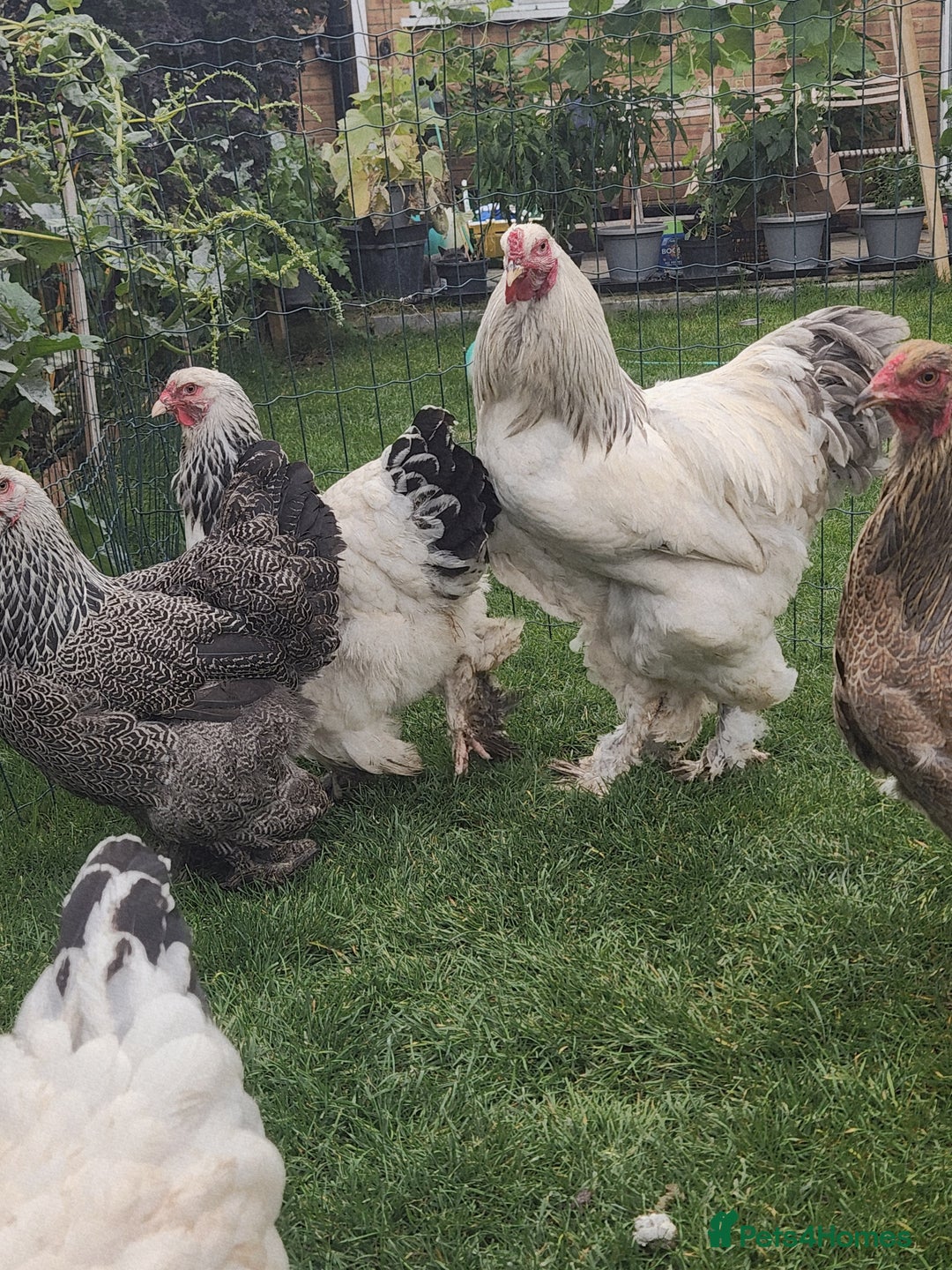 Chickens poultry for sale: Hatching eggs - Image 6