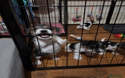 Mixed Breed dogs for sale: 1 Girl Jack Russell x Yorkshire Terrier Puppies - Image 31