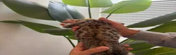 Bengal cats for sale: Beautiful Bengal Female Kittens – TICA Mum - Advert 9