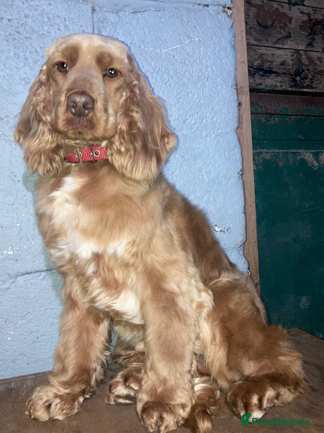 Cocker Spaniel dogs for sale: Cocker Spaniel puppies  - Image 2