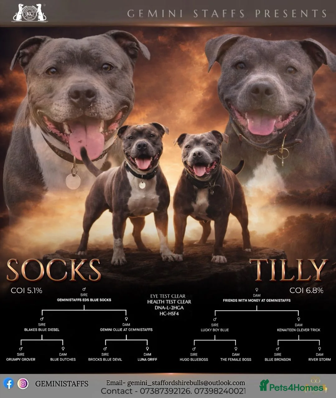 Staffordshire Bull Terrier dogs for sale: Geministaffs socks & Tilly (4⭐️ licensed breeders) - Advert 1