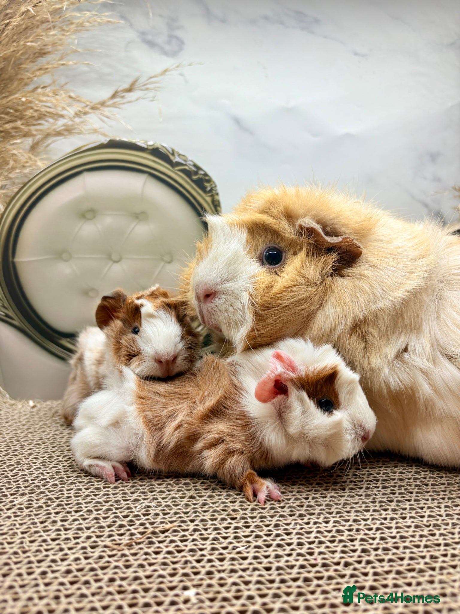 Guinea Pig rodents LOTS OF PIGGYS FOR SALE 💗 - Advert 1
