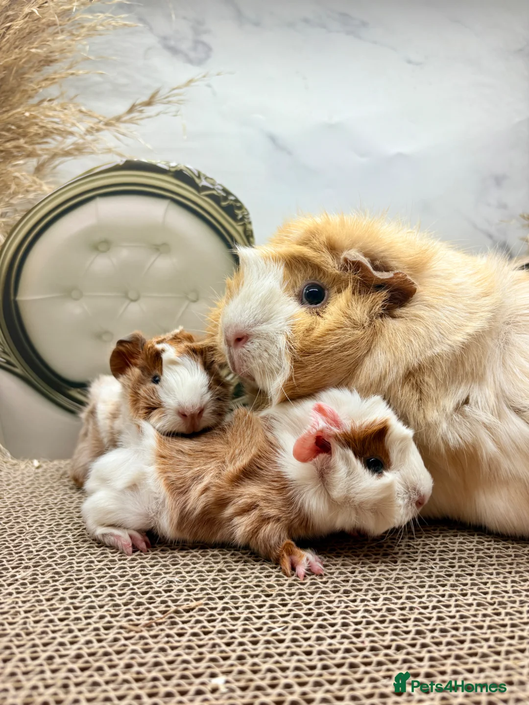 Guinea Pig rodents for sale: LOTS OF PIGGYS FOR SALE 💗 - Advert 1