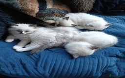 Ragdoll cats for sale: 💞 Beautiful Ragdoll 💞 - Image 4