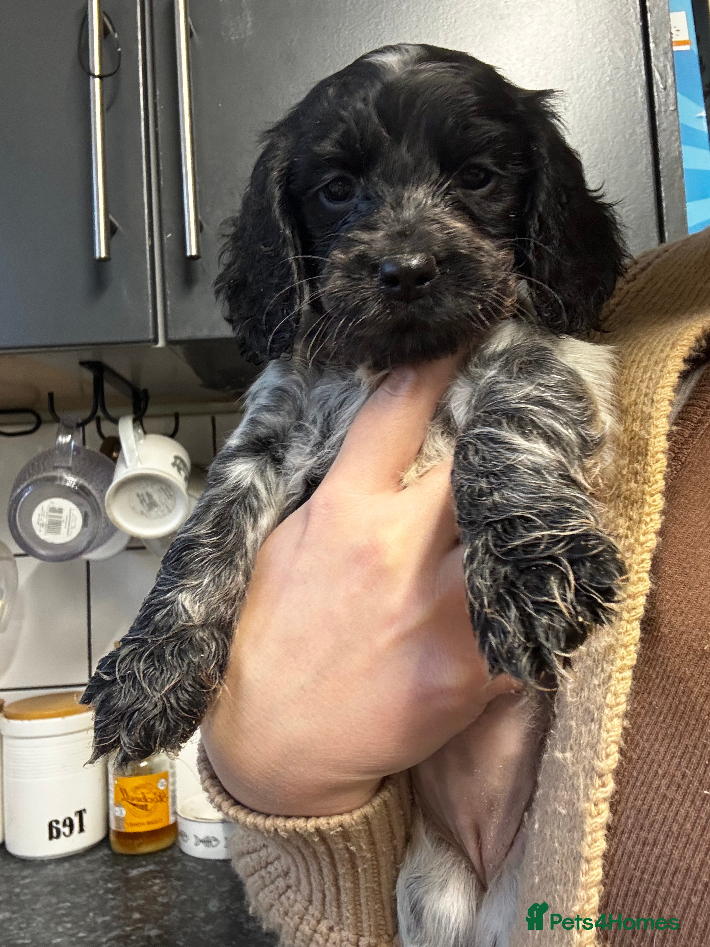 Cocker Spaniel dogs Cocker Spaniel Puppies - Advert 18