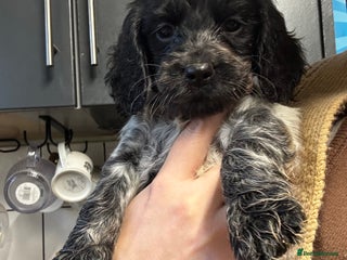 Cocker Spaniel dogs Cocker Spaniel Puppies - Advert 7