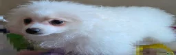 Pomeranian dogs for sale: Pedigree Ice White Pomeranian puppies - Advert 5
