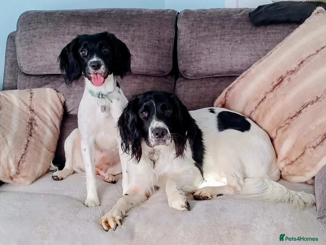 English Springer Spaniel dogs for sale: English Springer Spaniel Male - Advert 1