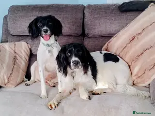 English Springer Spaniel dogs English Springer Spaniel Male - Advert 3