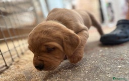 Labrador Retriever dogs for sale: Labrador Kc registered  - Image 8