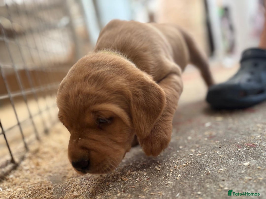 Labrador Retriever dogs for sale: Labrador Kc registered  - Image 8