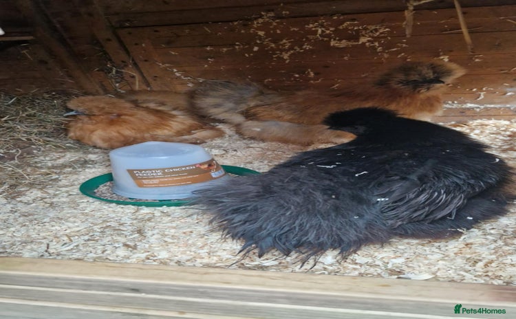 Chickens poultry for sale - Advert 1