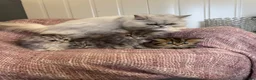 Persian cats for sale: Chinchilla Persian kittens doll face  - Advert 6