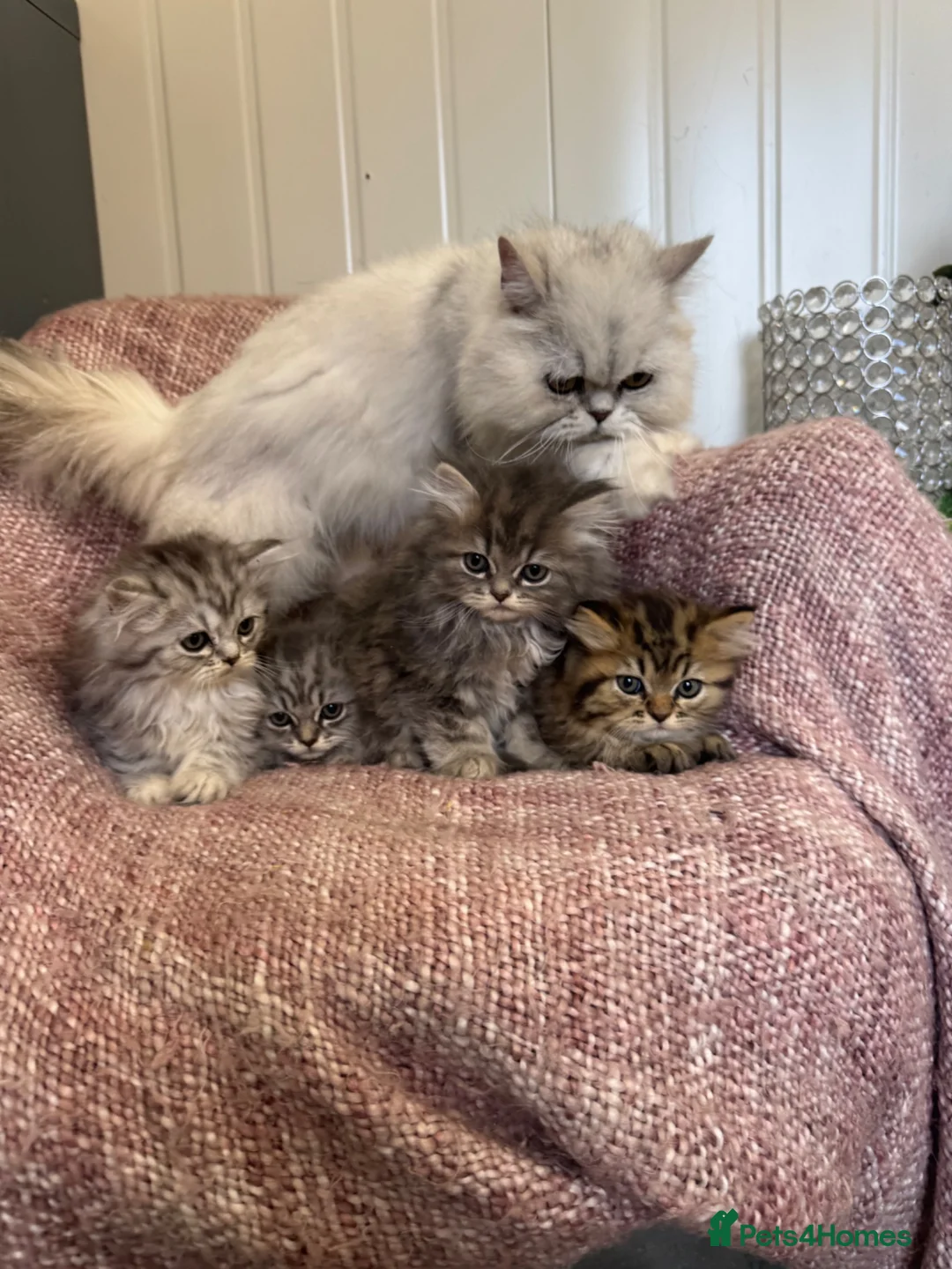 Persian cats for sale: Chinchilla Persian kittens doll face  - Advert 6