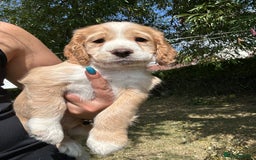 Cocker Spaniel dogs for sale: 3 golden cocker spaniels looking for loving homes - Image 3