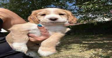 Cocker Spaniel dogs - Advert 9