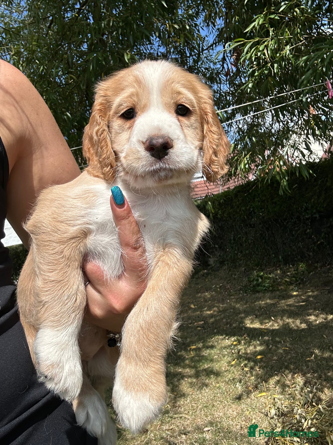 Cocker Spaniel dogs for sale: 3 golden cocker spaniels looking for loving homes - Image 3