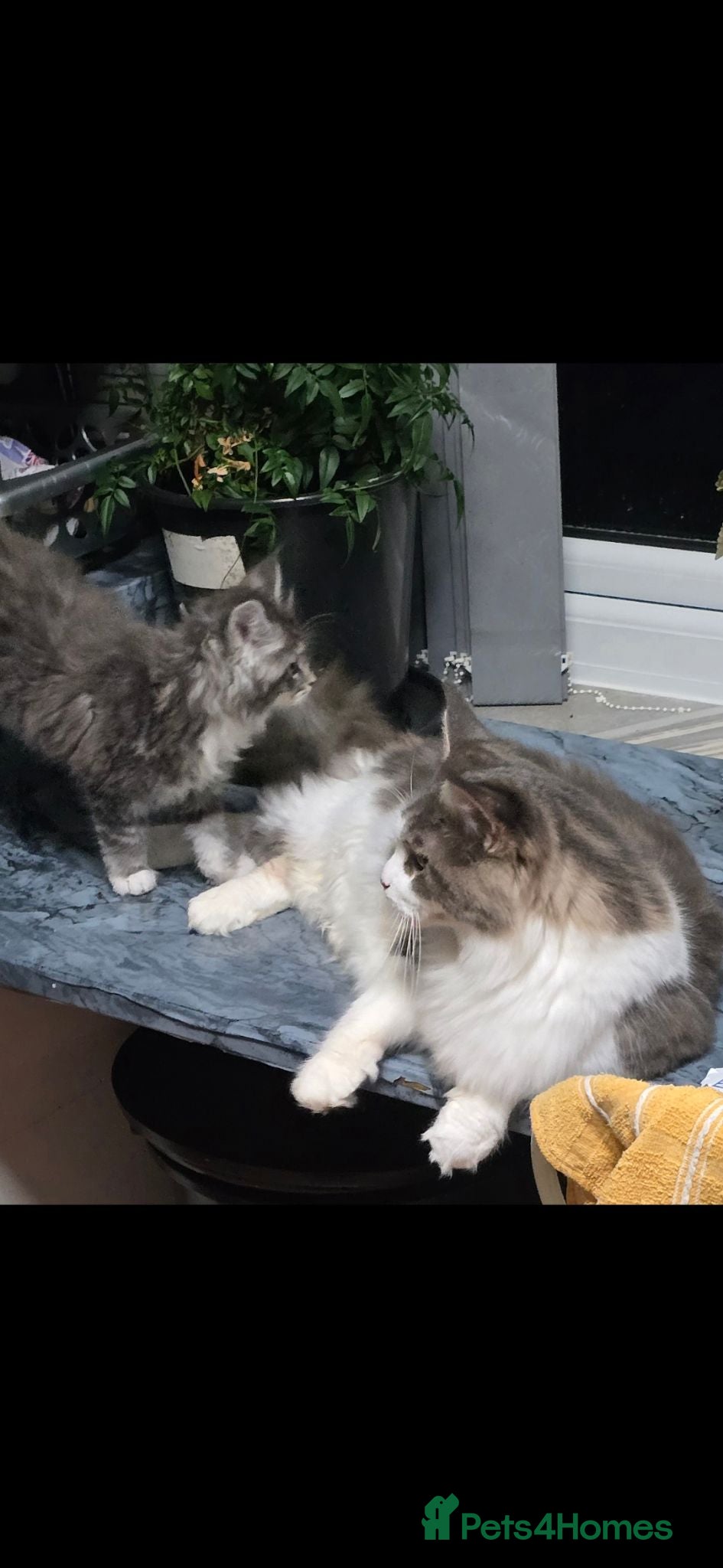 Maine Coon cats Maine coon kittens for sale  - Advert 1