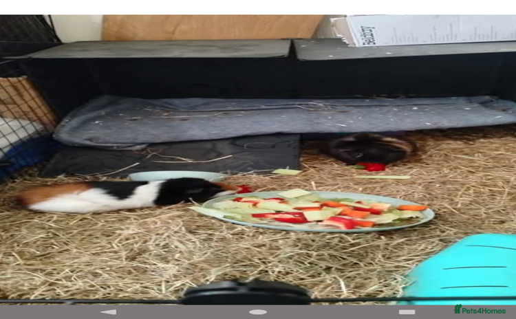Guinea Pig rodents - Advert 1