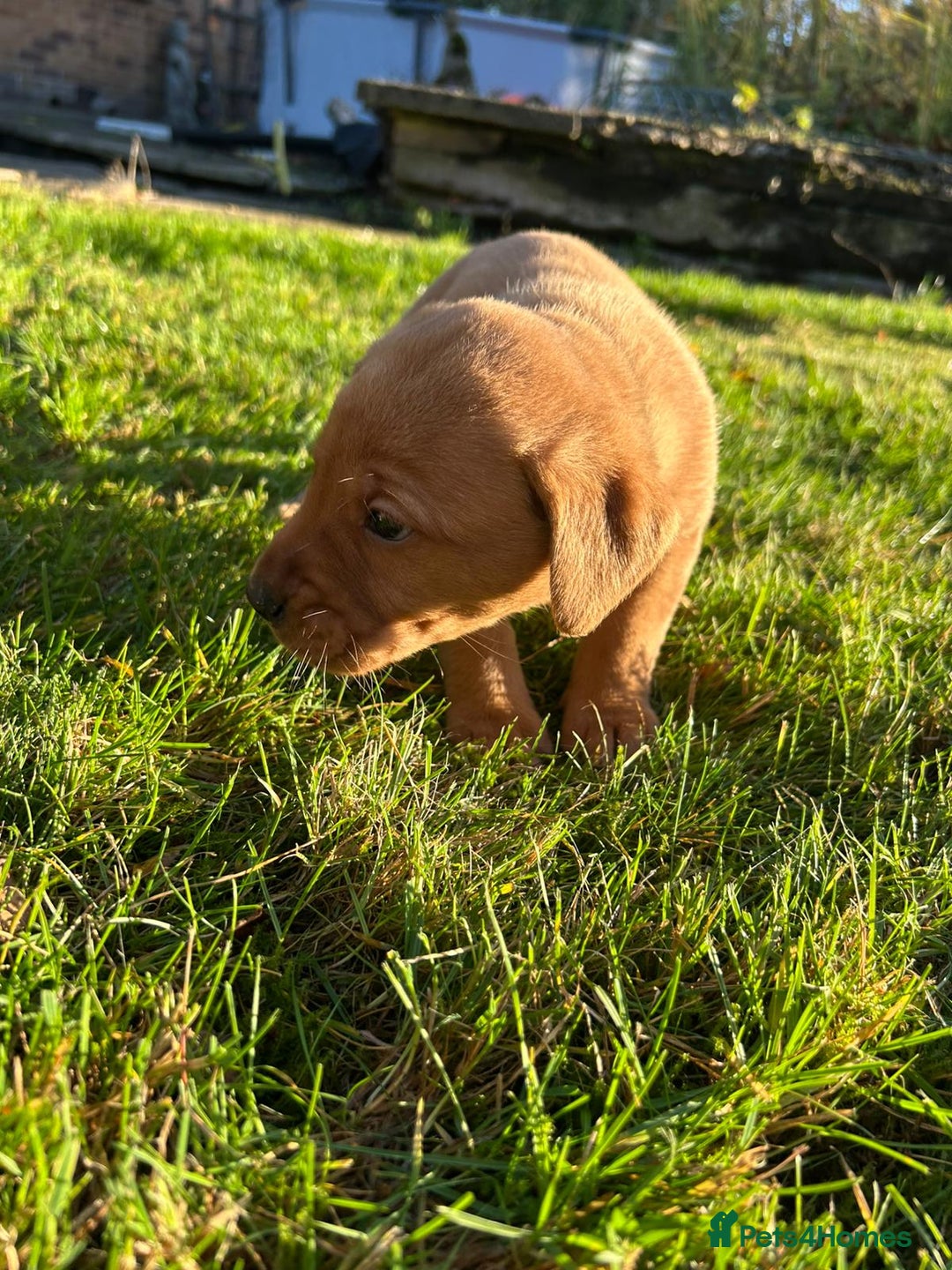 Labrador Retriever dogs for sale: Fox Red Labrador Puppies for Sale - Advert 17
