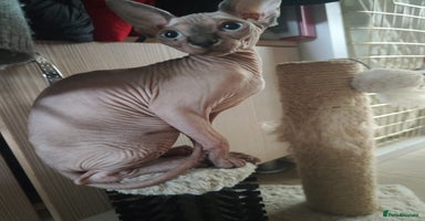 Sphynx cats - Advert 7