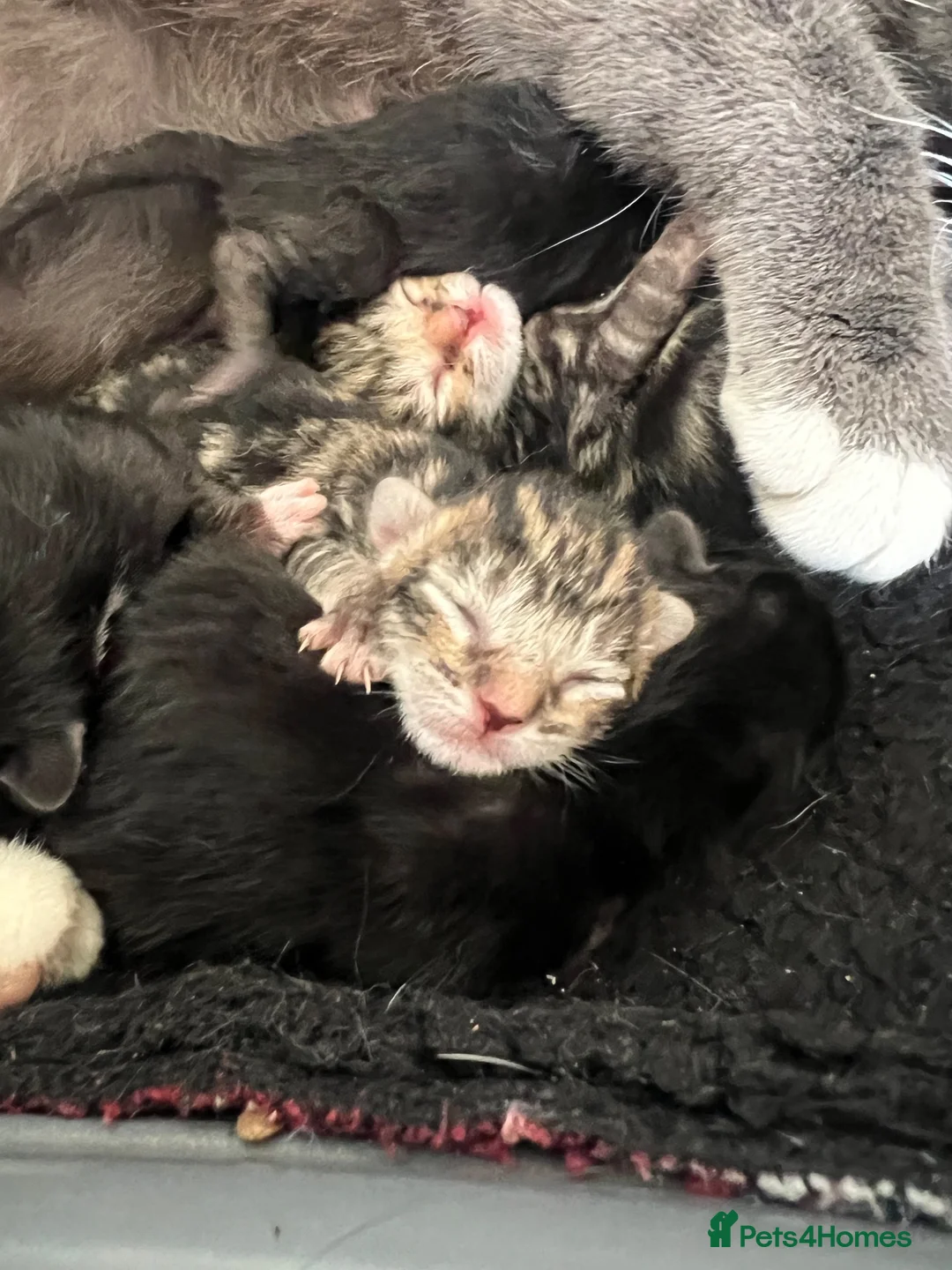 Mixed Breed cats for sale: 5 kittens looking for homes in Thirsk - Advert 18