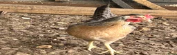 Chickens poultry for sale: Coloured laying POL hybrid hens  - Advert 4