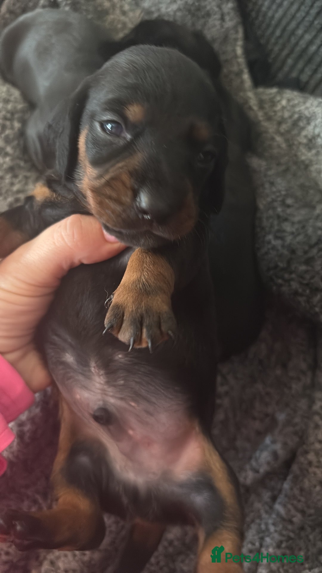 Dachshund dogs Beautiful dachshund puppies  - Advert 2