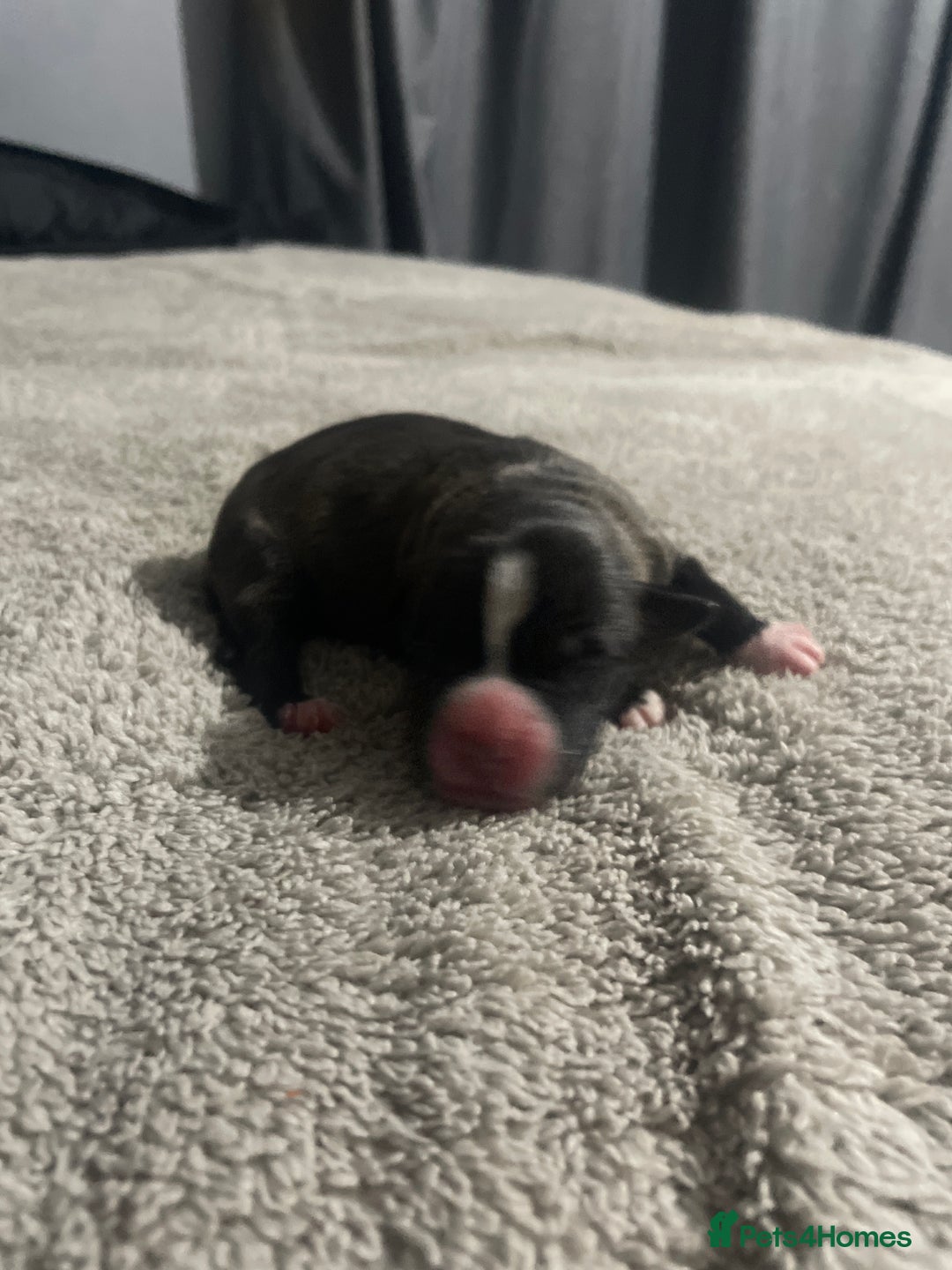 Mixed Breed dogs for sale: American bully X American bulldog puppies  - Advert 5