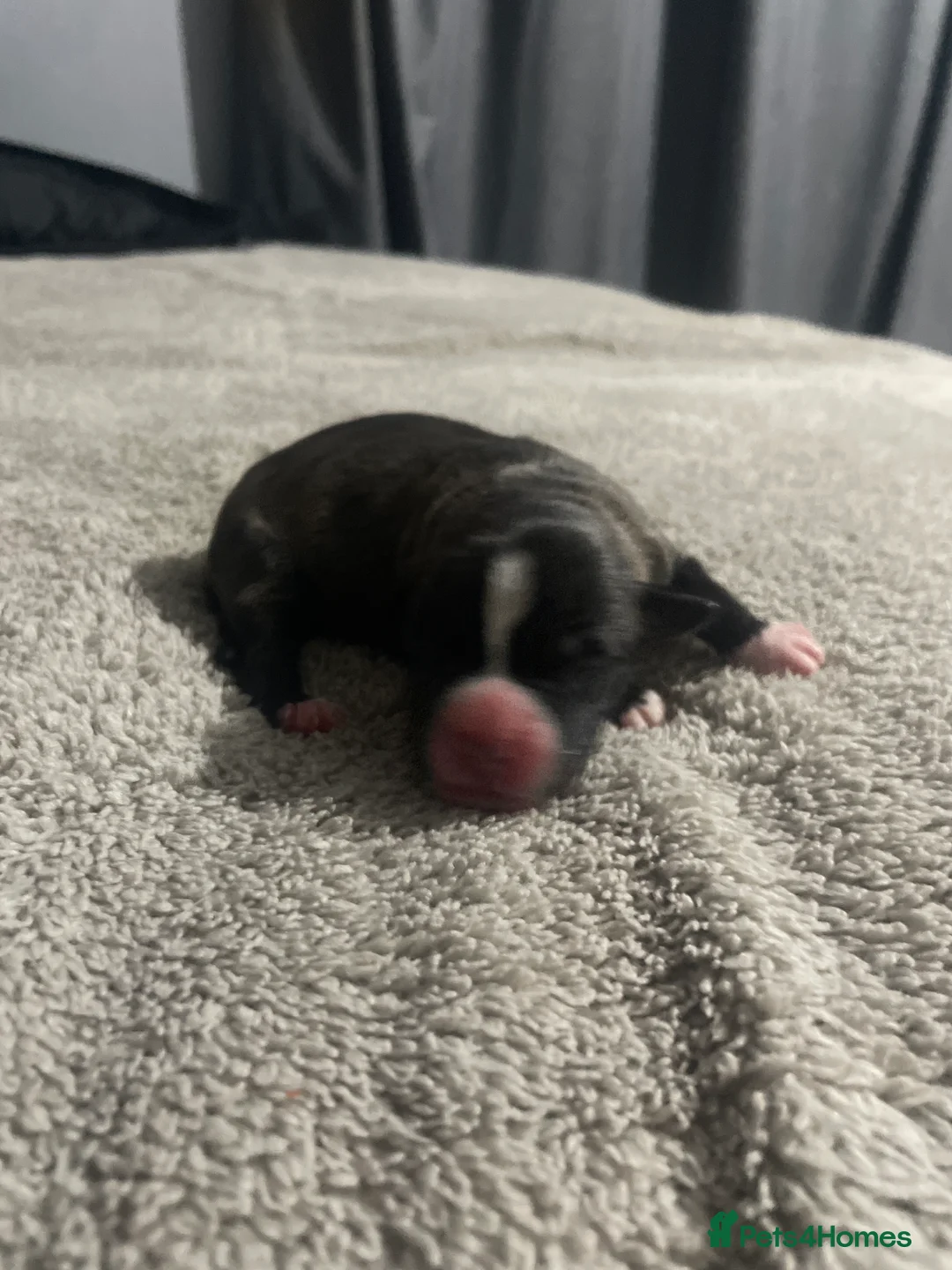 Mixed Breed dogs for sale: American bully X American bulldog puppies  - Advert 14