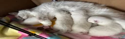 Ragdoll cats for sale: GCCF REG RAGDOLL KITTENS LILAC CHOC SEAL  - Advert 37