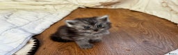 Maine Coon cats for sale: Last gorgeous girl - Advert 6