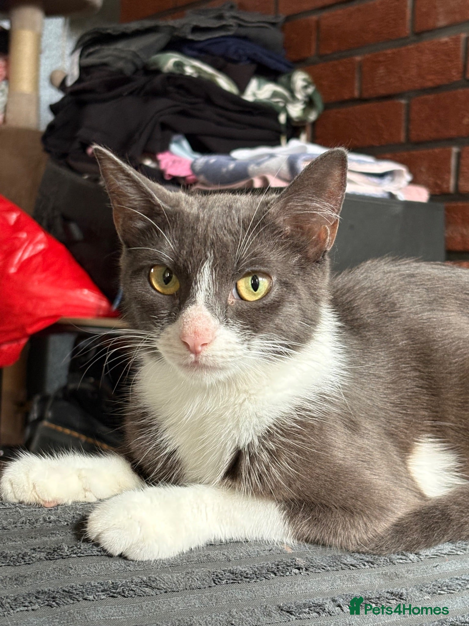 Domestic Shorthair cats Sparky and Smokey  - Advert 6
