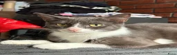 Domestic Shorthair cats for sale: Sparky and Smokey  - Advert 1