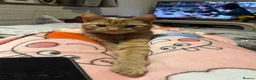 Mixed Breed cats for sale: Gorgeous ginger boy needing a home - Advert 3