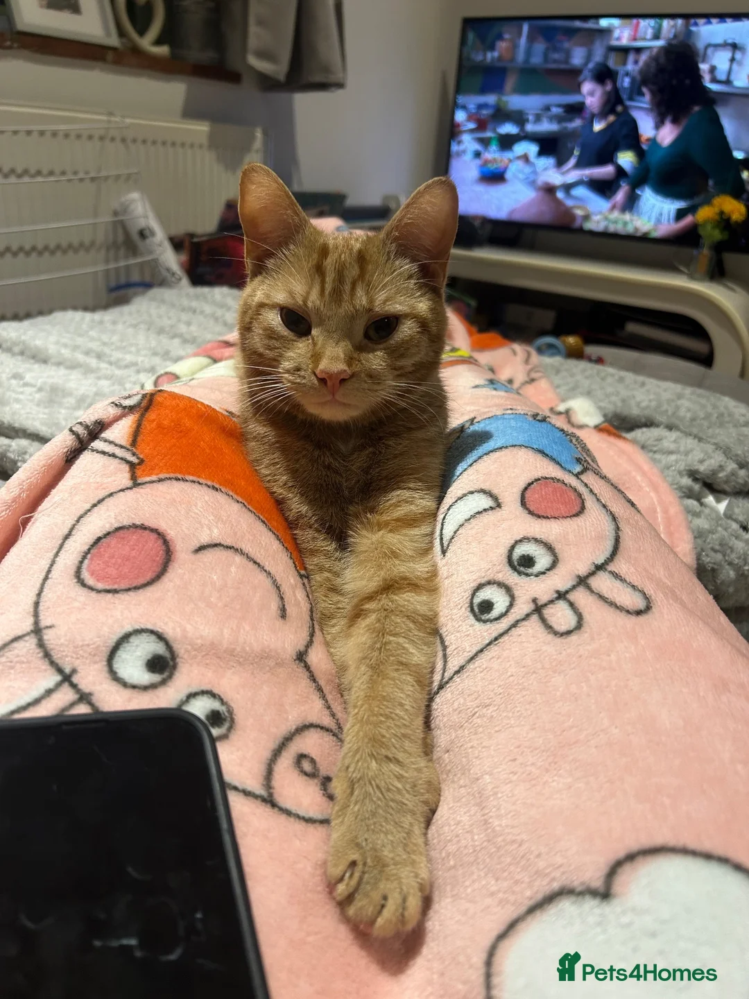 Mixed Breed cats for sale: Gorgeous ginger boy needing a home - Advert 3
