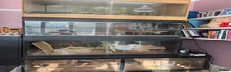 Bearded Dragon reptiles for sale: Stunning adult bearded dragons  - Advert 11