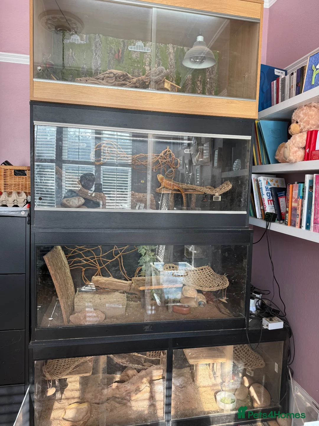 Bearded Dragon reptiles for sale: Stunning adult bearded dragons  - Advert 11