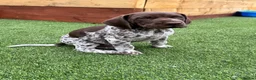 German Shorthaired Pointer dogs for sale: Ready to Leave 1 Male Left Otti 🐾🩵 - Advert 25