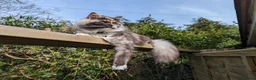 Maine Coon cats for sale: Two beautiful girls available  - Advert 14