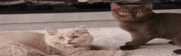 British Shorthair cats for sale: Ready Stunning Chocolate Champion bloodline BSH - Advert 2