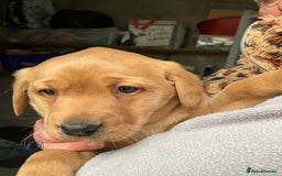 Labrador Retriever dogs for sale: Fox Red Labrador pup - Advert 4