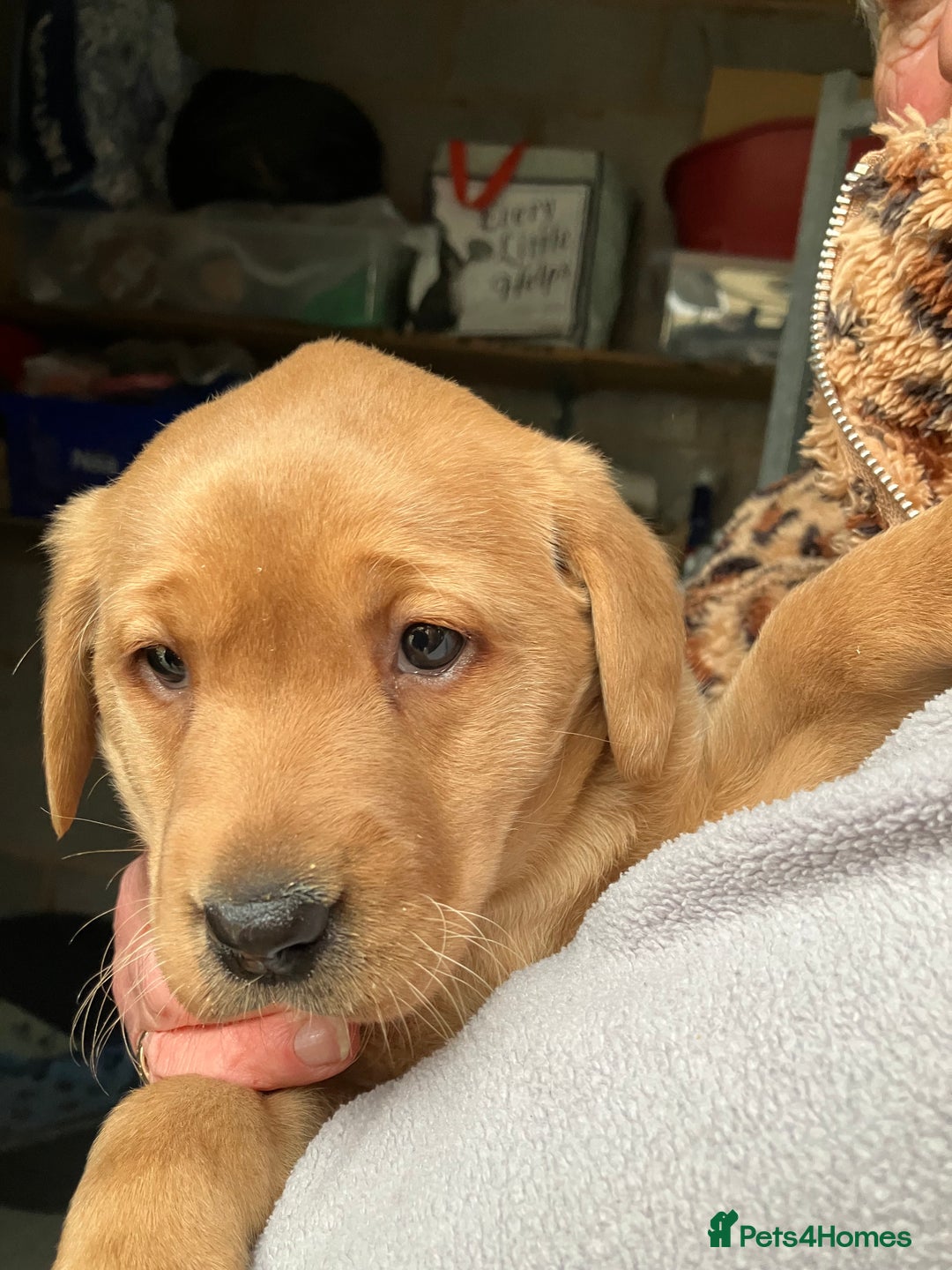 Labrador Retriever dogs for sale: Fox Red Labrador pup - Advert 4