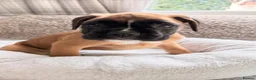 Boxer dogs for sale: Boxer lovers only  in Worcester - Advert 10