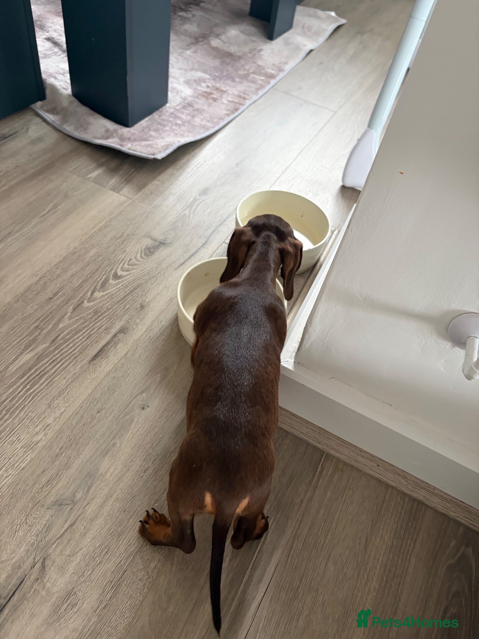 Miniature Dachshund dogs 10 week old miniature dachshund🤎 - Advert 1