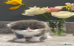 British Shorthair cats for sale: 🐾✨ READY for Their Forever Home ✨🐾 - Image 1