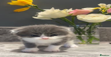 British Shorthair cats - Advert 14