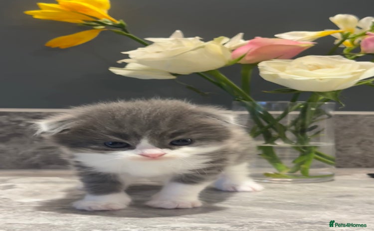 British Shorthair cats - Advert 4