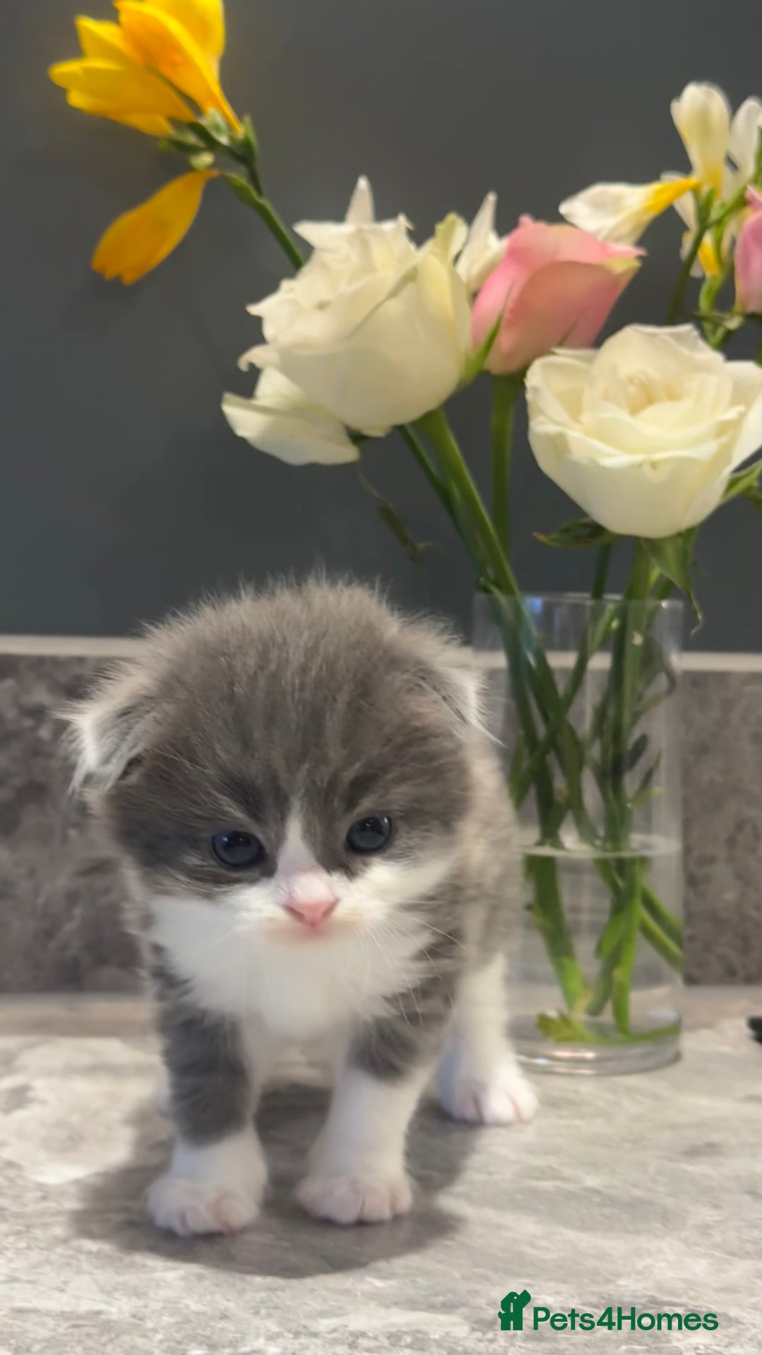 British Shorthair cats for sale: 🐾✨ READY for Their Forever Home ✨🐾 - Image 1