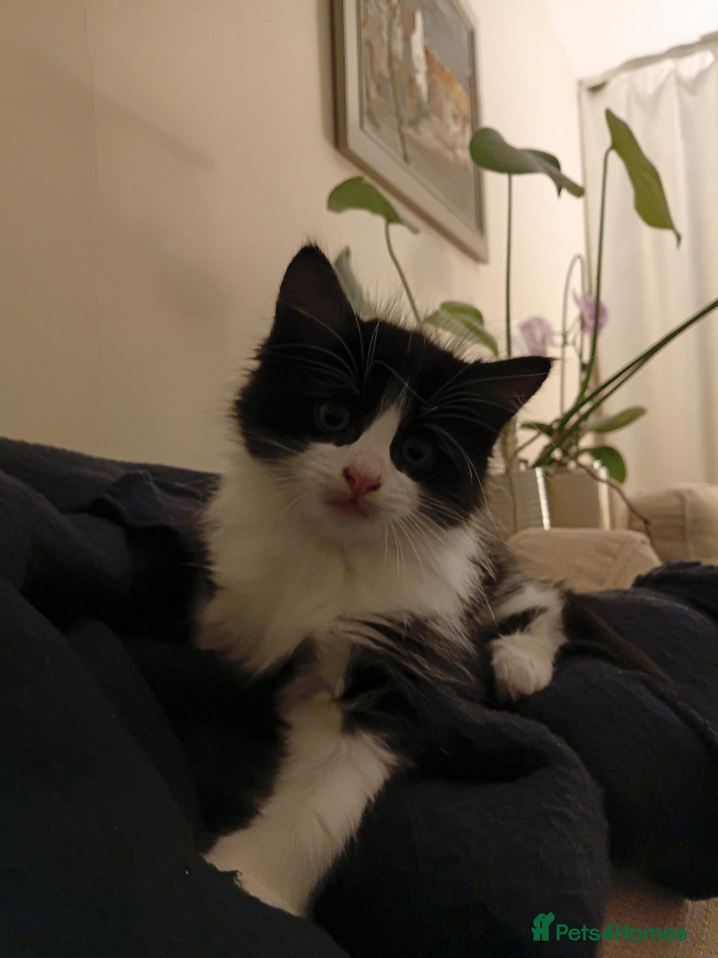 Mixed Breed cats Two adorable male kittens, dad Maine Coon - Advert 2